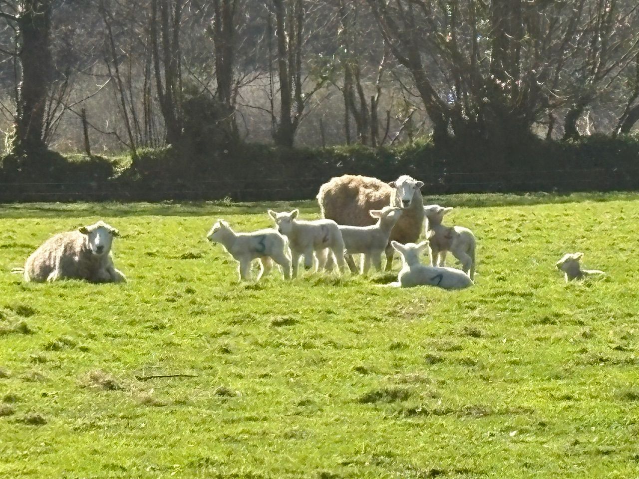 Livestock - spring lambs